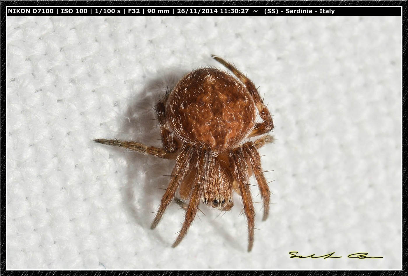 Araneus sp.? No. Agalenatea redii - Usini (SS)